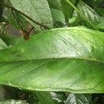 Anthurium acutangulum Leaf