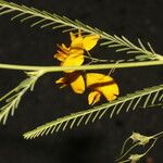 Sesbania herbacea Blodyn
