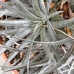 Dyckia floribunda Blatt