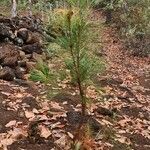 Pinus oocarpa Lehti