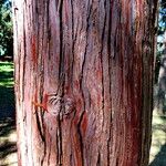 Chamaecyparis obtusa Corteza