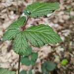 Rubus idaeus Leaf