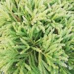 Cryptomeria japonica Feuille