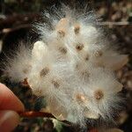 Cochlospermum regium Fruit