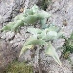 Kalanchoe beharensis Hoja