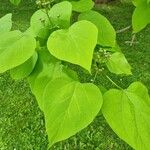 Catalpa ovata Yaprak