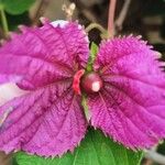 Dalechampia aristolochiifolia Flower