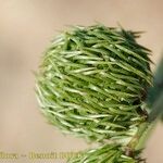 Medicago intertexta Fruto
