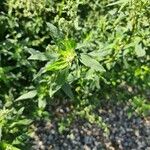 Chenopodium album Hostoa