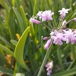 Tulbaghia simmleri Flor