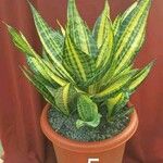 Sansevieria trifasciata Lehti