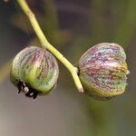 Cassytha filiformis Fruit