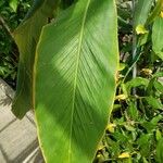 Alpinia malaccensis List