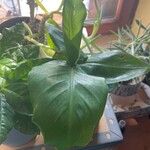 Spathiphyllum floribundum 葉