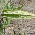 Lepechinia ganderi Blad