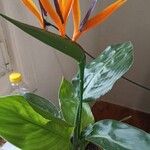 Strelitzia reginaeLorea