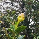 Solandra maximaKwiat