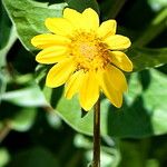 Wyethia sagittata Flower