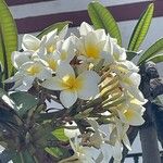 Plumeria alba Flor