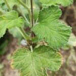 Pelargonium echinatum Yaprak