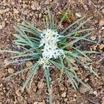 Leucocrinum montanum Flors