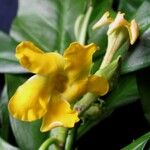 Cascabela gaumeri Flower