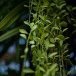 Dischidia nummularia Blatt