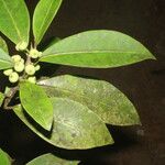 Ficus americana Fruit