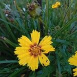 Coreopsis grandiflora ফুল