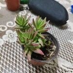 Crassula capitella Blad