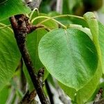 Pyrus pyrifolia Leaf