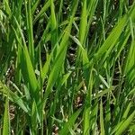 Elymus pungens Leaf