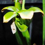 Sarracenia flava Floro