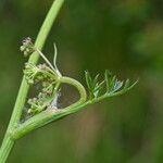 Epikeros pyrenaeus 花