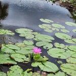 Nymphaea nouchaliBlomma