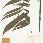 Bactris simplicifrons List