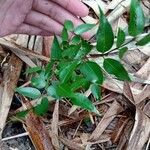 Eugenia uniflora Feuille