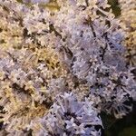 Syringa villosa Blüte