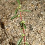 Amaranthus torreyi Агульны выгляд