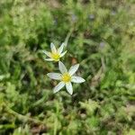 Nothoscordum bivalveBlomst