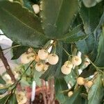 Ardisia crenata Plod
