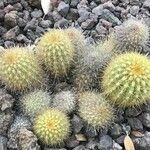 Haageocereus multangularis Hoja