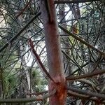 Euphorbia tirucalli Bark