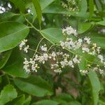 Ehretia tinifolia Flor