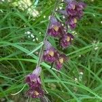 Epipactis atrorubens Altro