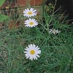 Argyranthemum gracile 整株植物