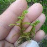 Selaginella selaginoides Levél