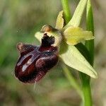 Ophrys incubacea Övriga