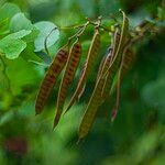 Leucaena leucocephala Плод