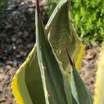 Agave americana Folha